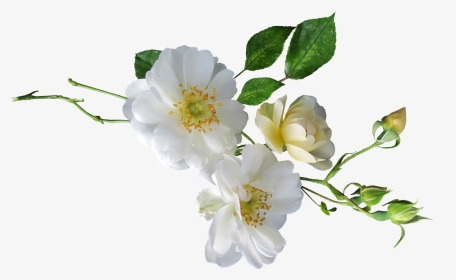 Rose White Single Free Photo - White Single Flower Png Transparent, Png Download, Transparent PNG
