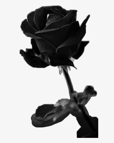 #black #rose #freetoedit - Rose Alive Black And White, HD Png Download, Transparent PNG