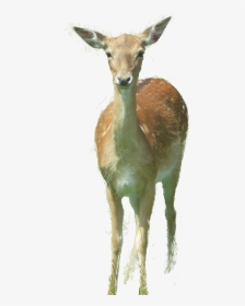 Deer - Roe Deer, HD Png Download, Transparent PNG