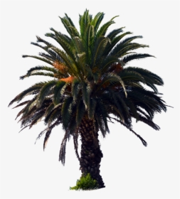 Png Dates Palm Trees - Palm Oil Tree Png, Transparent Png, Transparent PNG