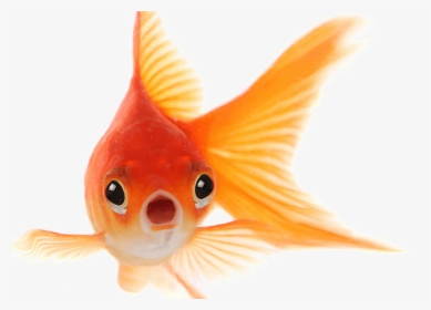 Goldfish Png Photo - Goldfish Has A Memory Span Of Three Seconds, Transparent Png, Transparent PNG