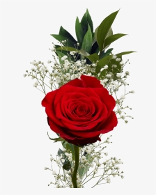 Flower Fundraiser Bouquets Single Roses With Fillers - Rose, HD Png Download, Transparent PNG