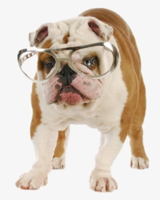 #dog #funny #sunglasses - Bulldog Ingles Con Anteojos, HD Png Download, Transparent PNG