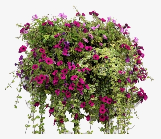 Hanging Flower Basket - Hanging Basket Flowers Png Free, Transparent Png, Transparent PNG