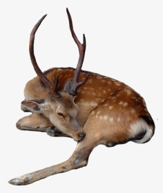 #deer #fallowdeer #buck #stag #sleeping #wildlife #animal - Roe Deer, HD Png Download, Transparent PNG