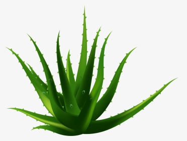 Planta De Aloe Vera Euclidiana Del Vector - Aloe Vera Transparent Background, HD Png Download, Transparent PNG