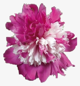 #peony #freetoedit - Paeonia Celebrity, HD Png Download, Transparent PNG