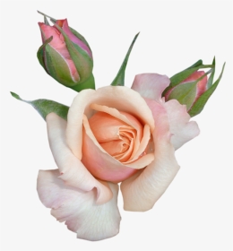 Rose Clip Art Transparent Beautiful Rose With Buds - Happy Sabbath Blessings, HD Png Download, Transparent PNG