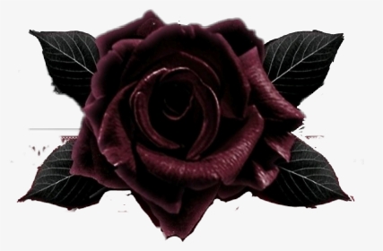 #blackrose - Garden Roses, HD Png Download, Transparent PNG