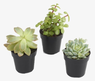 Flowerpot, HD Png Download, Transparent PNG