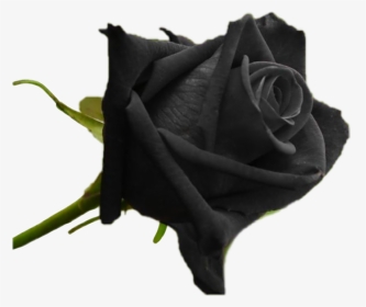#blackrose - Original Black Rose Plant, HD Png Download, Transparent PNG