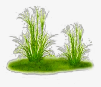 #ftestickers #nature #landscape #grass #groundcover - Freshwater Aquarium, HD Png Download, Transparent PNG