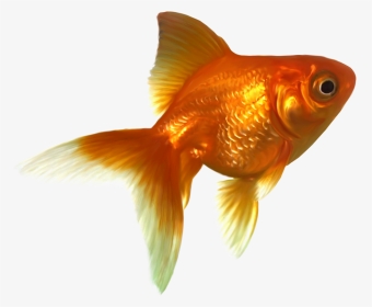 Goldfish Png - Gold Fish, Transparent Png, Transparent PNG