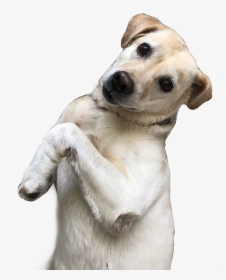 #labrador #dog #funnydog #freetoedit - Companion Dog, HD Png Download, Transparent PNG