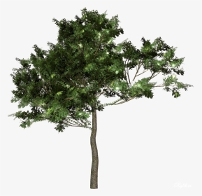 Tree Forest Clip Art - Transparent Old Trees, HD Png Download, Transparent PNG