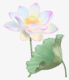Nymphaea Nelumbo, HD Png Download, Transparent PNG
