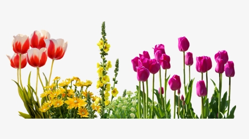 Transparent Spring Flowers Clipart , Png Download - Flower Bed Transparent, Png Download, Transparent PNG