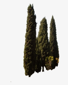 Mediterranean Trees Png, Transparent Png, Transparent PNG