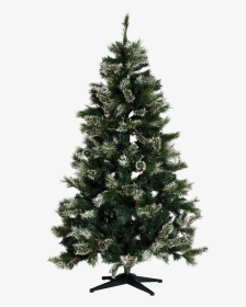Christmas Pine Tree Png Pic - Real Christmas Tree Plain, Transparent Png, Transparent PNG
