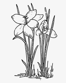 Crocus 3 Coloring Book Colouring Black White Line Art - Plants And Flowers Clipart Black And White, HD Png Download, Transparent PNG