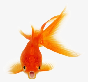 Goldfish Png Photo Background - Transparent Background Png Goldfish, Png Download, Transparent PNG