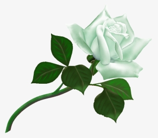 Transparent Background White Roses Clipart, HD Png Download, Transparent PNG