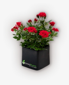 Corporate Logo Gift Plants - Red Rose Pot Plants, HD Png Download, Transparent PNG