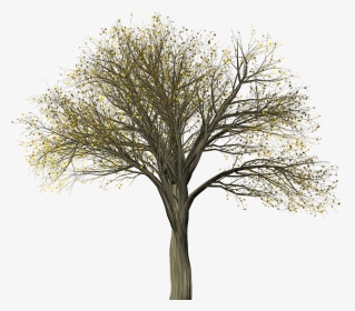 Tree,elm,elm Pictures, Free Photos, Free Images, Royalty - American Elm Tree Silhouette Png, Transparent Png, Transparent PNG