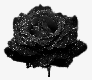 #rose #blackrose - Garden Roses, HD Png Download, Transparent PNG
