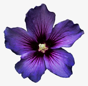 Dark Purple Flower No Background, HD Png Download, Transparent PNG