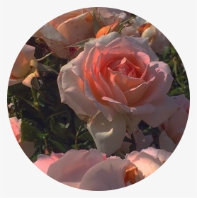 #roses #pink #pinkaesthetic #pfp #pfpicon #icon #aesthetic, HD Png Download, Transparent PNG
