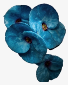 #blue #blueflower #blossom, HD Png Download, Transparent PNG