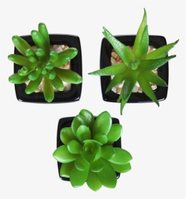Flowerpot, HD Png Download, Transparent PNG