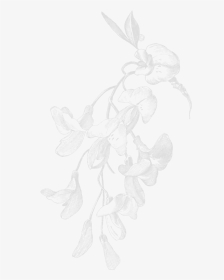White Flowers Aesthetic Transparent, HD Png Download, Transparent PNG