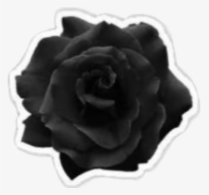 Black Rose Png Aesthetic, Transparent Png, Transparent PNG
