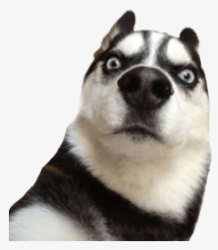 husky #dog #funny - Funny Photos For Whatsapp Stickers, HD Png Download ,  Transparent Png Image - PNGitem