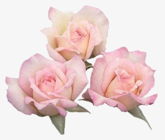 Floribunda, HD Png Download, Transparent PNG