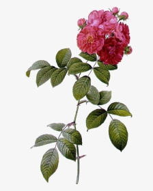 Rosa Multiflora, HD Png Download, Transparent PNG