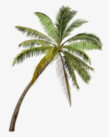 Coconut Tree Painting Png, Transparent Png, Transparent PNG