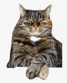 If Your Cat Could Text You It Wouldn T, HD Png Download, Transparent PNG