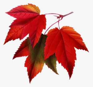 Fall Pictures For Email Signatures, Hd Png Download - Maple Leaf Transparent Background, Png Download, Transparent PNG