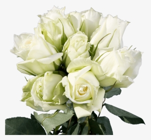 Best White And Green Rose, HD Png Download, Transparent PNG