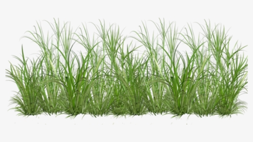 Sweet Grass , Png Download - Cartoon Clear Background Grass Transparent, Png Download, Transparent PNG