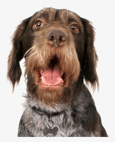 German Wirehaired Pointer Png, Transparent Png, Transparent PNG