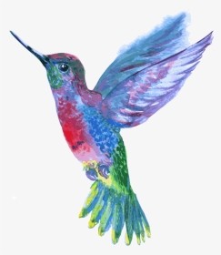 Hummingbird Png - Pink Blue Purple Hummingbird, Transparent Png, Transparent PNG