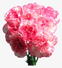 Carnation Flowers White With Pink Edges Next Day Delivery - Carnation, HD Png Download, Transparent PNG