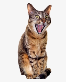 Yawning Cat Transparent Background, HD Png Download, Transparent PNG