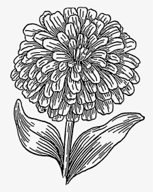 Zinnia Flower Clipart, HD Png Download, Transparent PNG