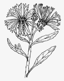 Black And White Line Art Floral Design Drawing Flower - Drawings Of Bachelor Button Flowers, HD Png Download, Transparent PNG