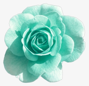 #turquoise #rose #blue #green #blush #flower #flowers - Flower With Transparent Background, HD Png Download, Transparent PNG